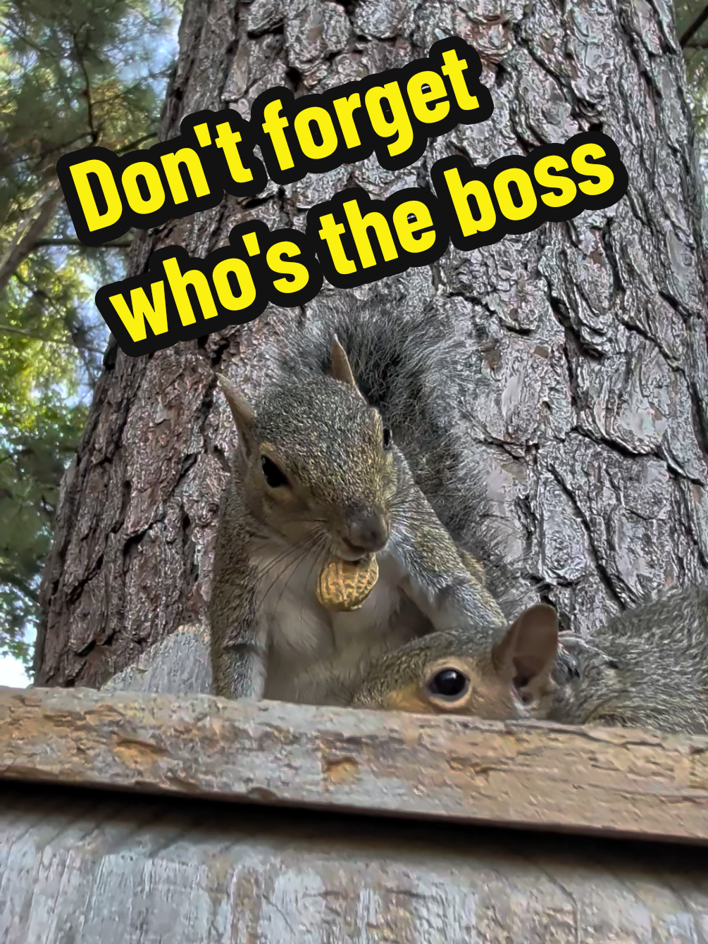 @Miss Bonnie McSquirrely