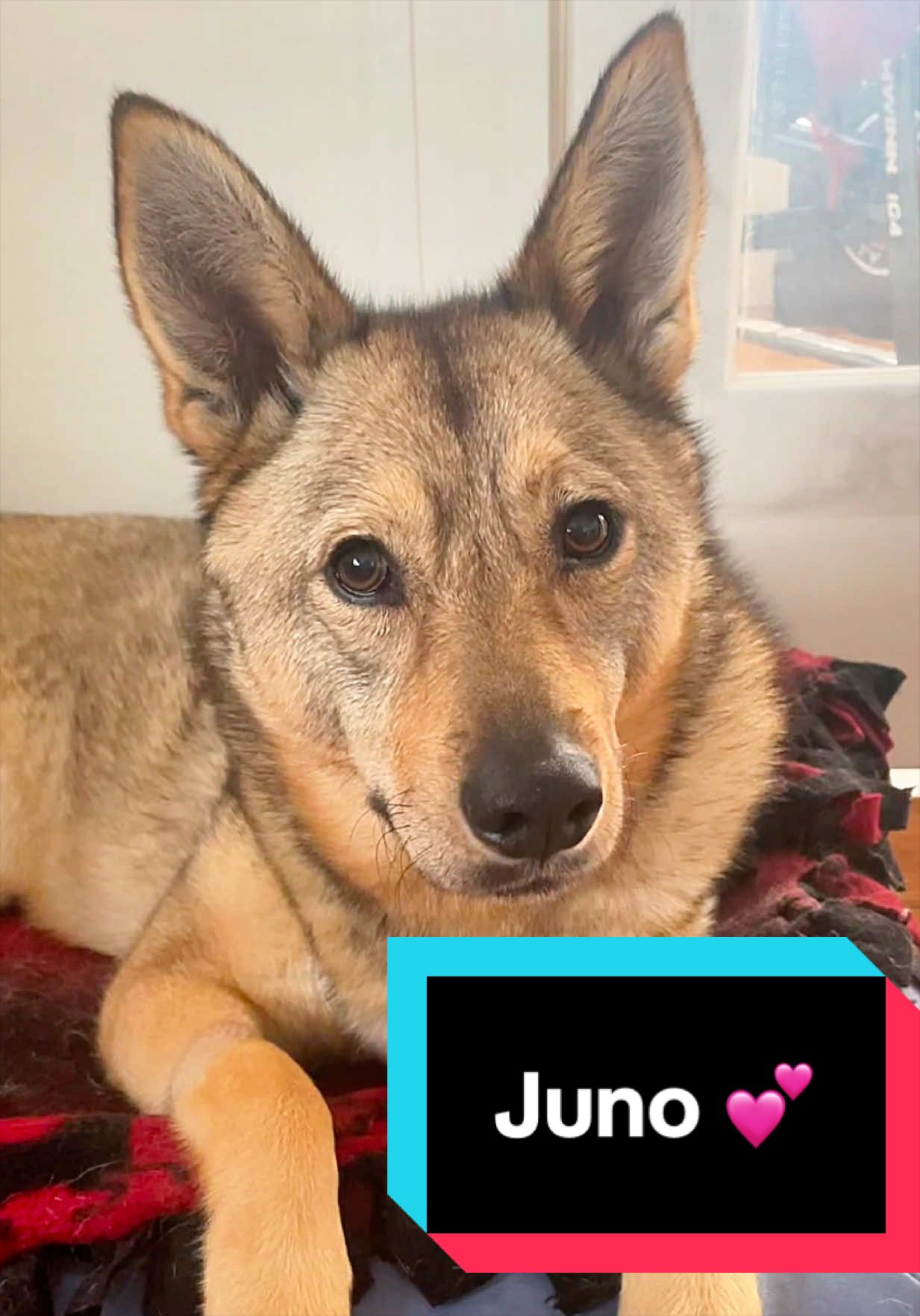 @Joyful Pets