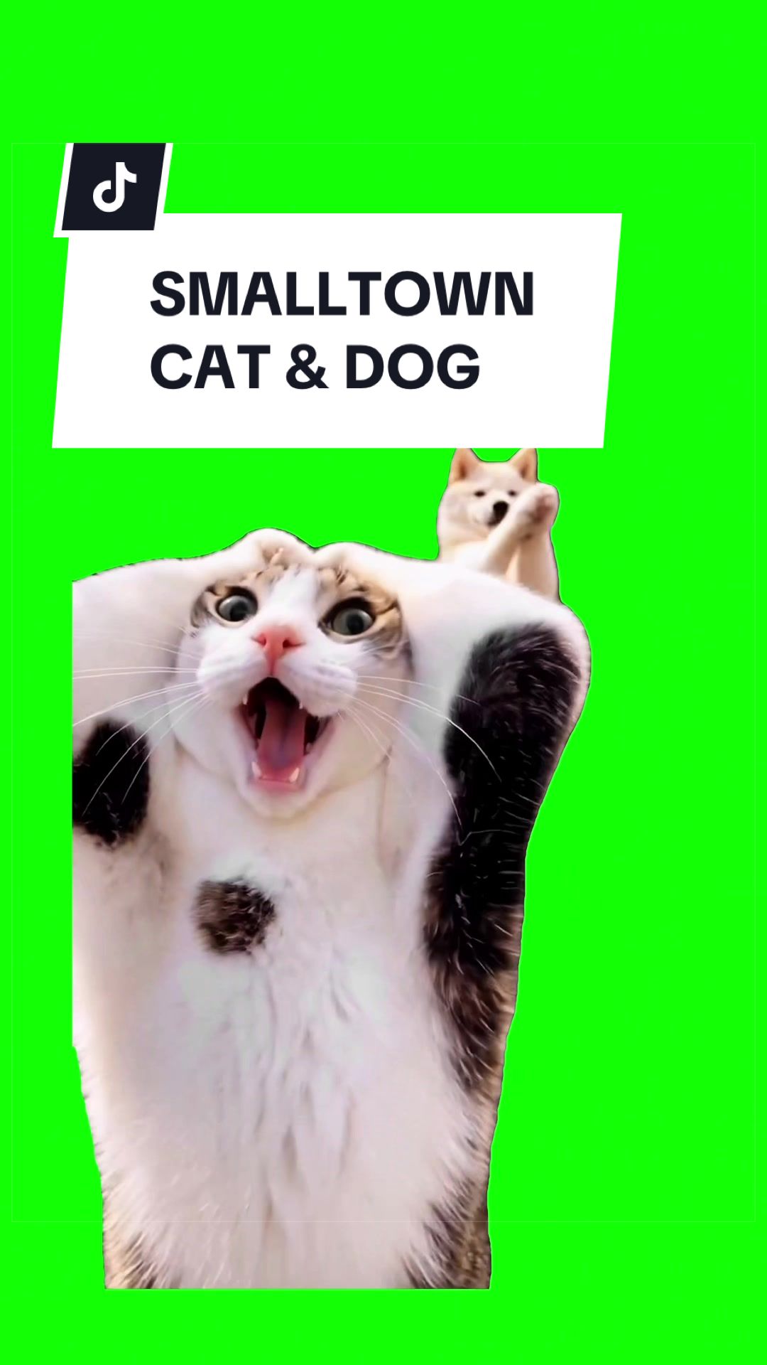 @SILLYBALOO