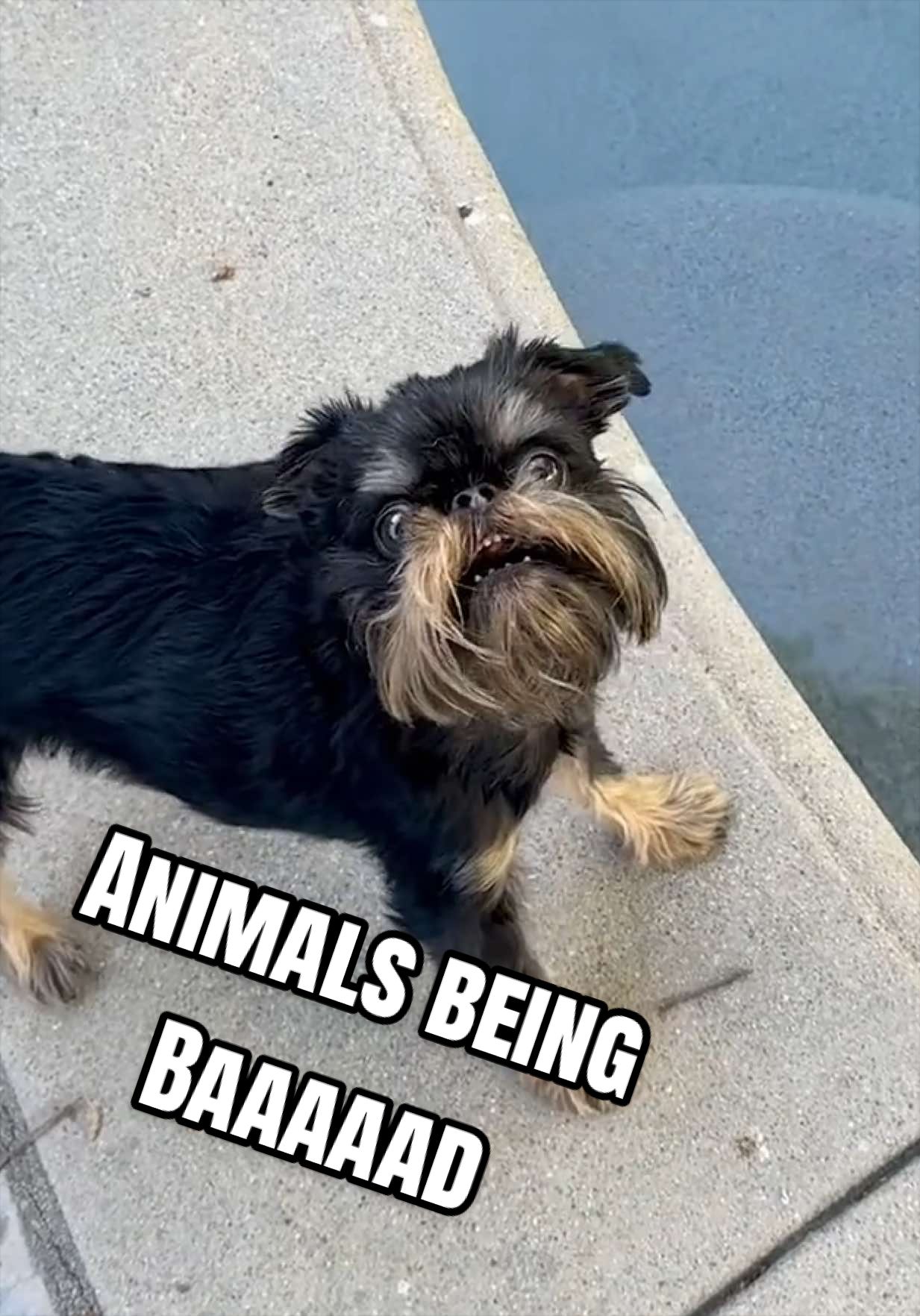 @The Pet Collective