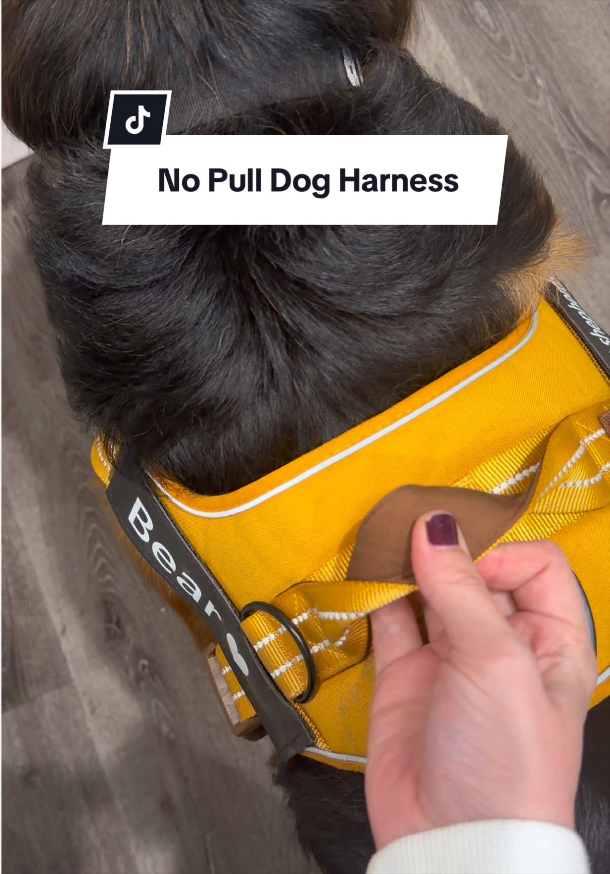 @lifewithgoldenshepherds