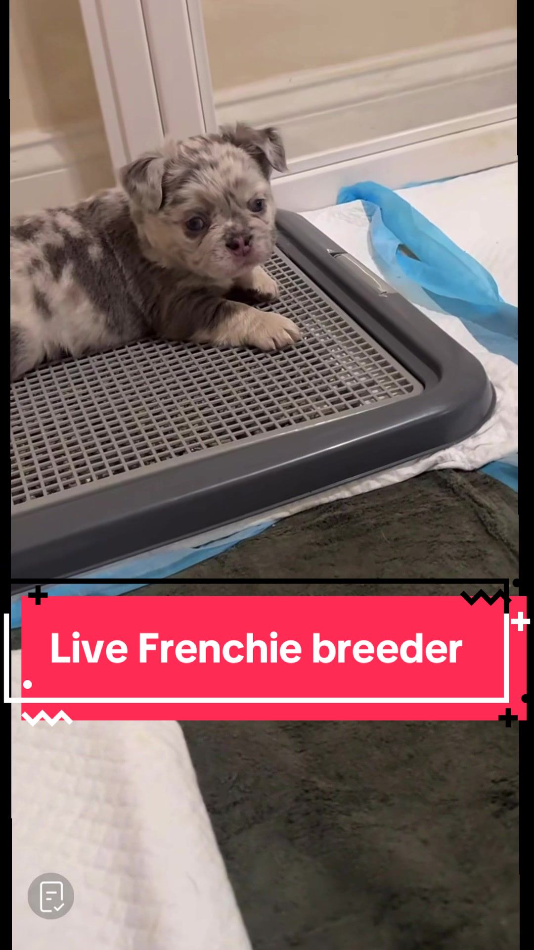 @Jess Shark🐾DOG PACK🐾