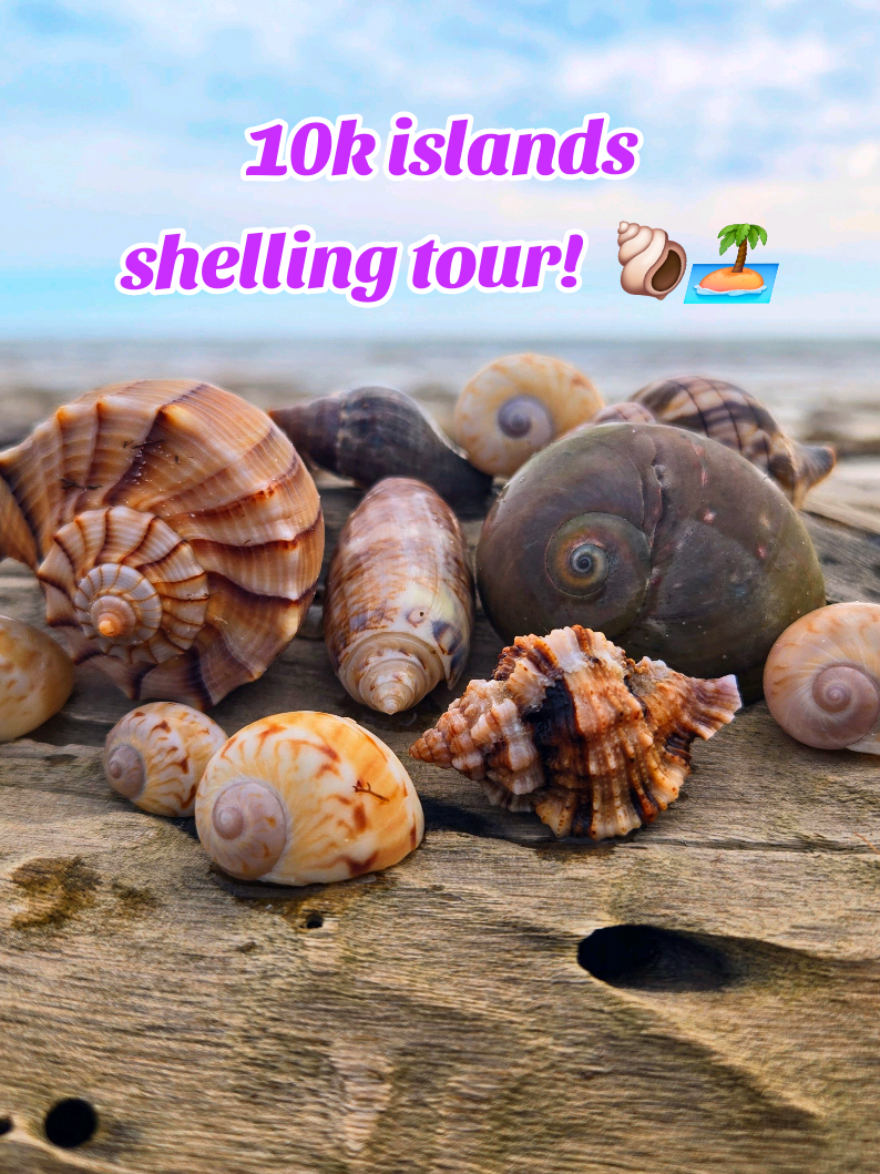 @The Seashell Mermaid ๐