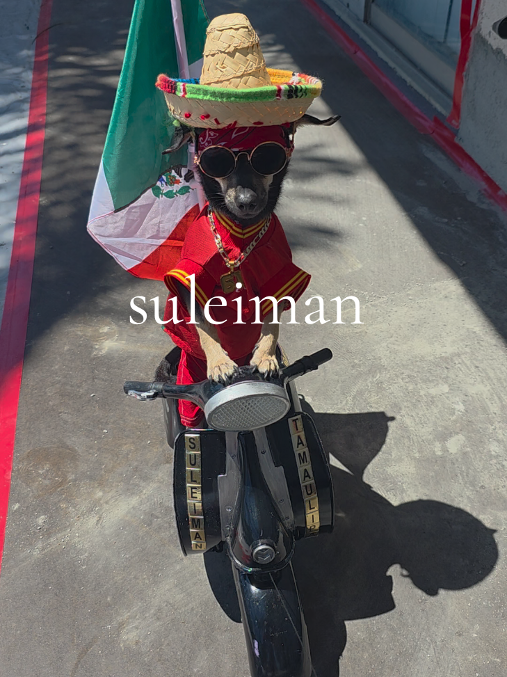 @suleiman 🐕