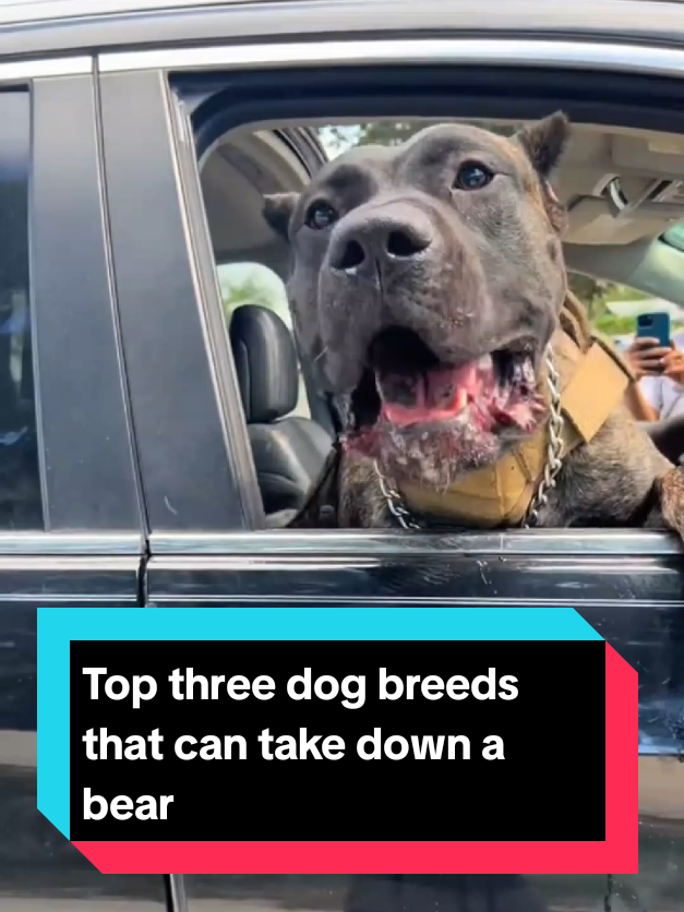 @The pet post