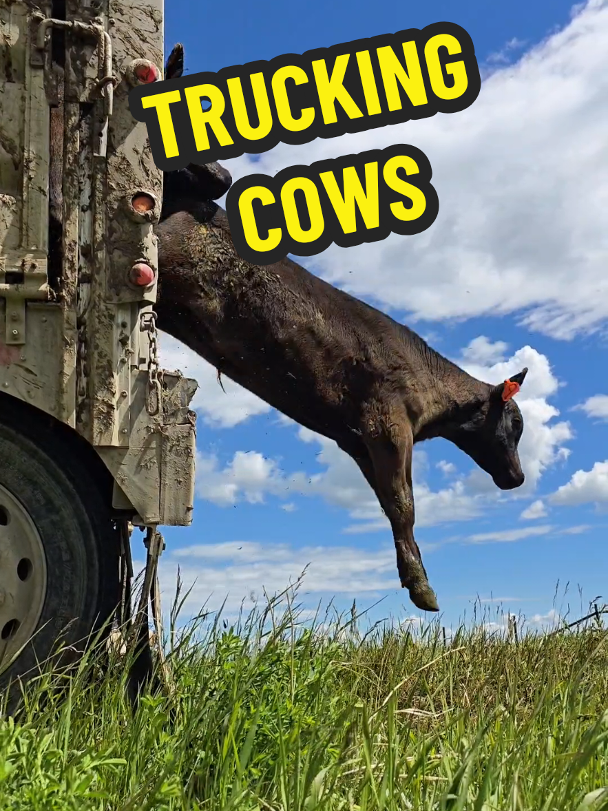 @1HANDNFARMING 🦾🌾🐂🚜