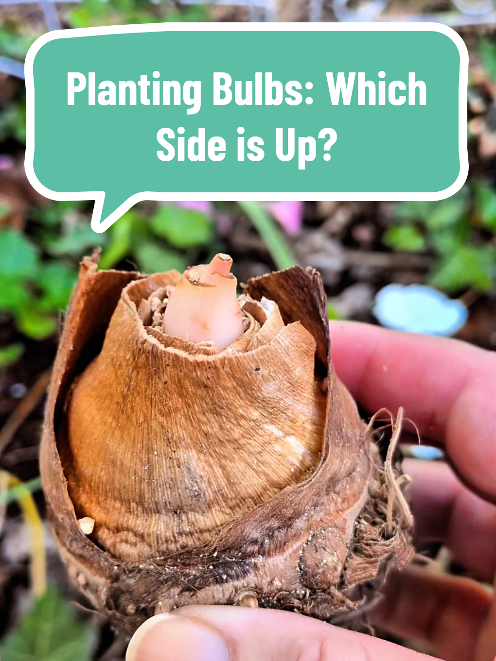 @The Plantiful Gardener