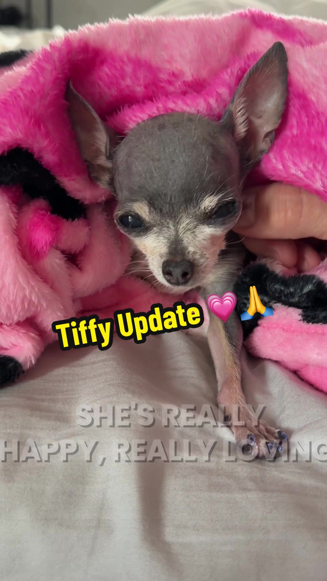 @Tinytiffytheteacupchihuahua