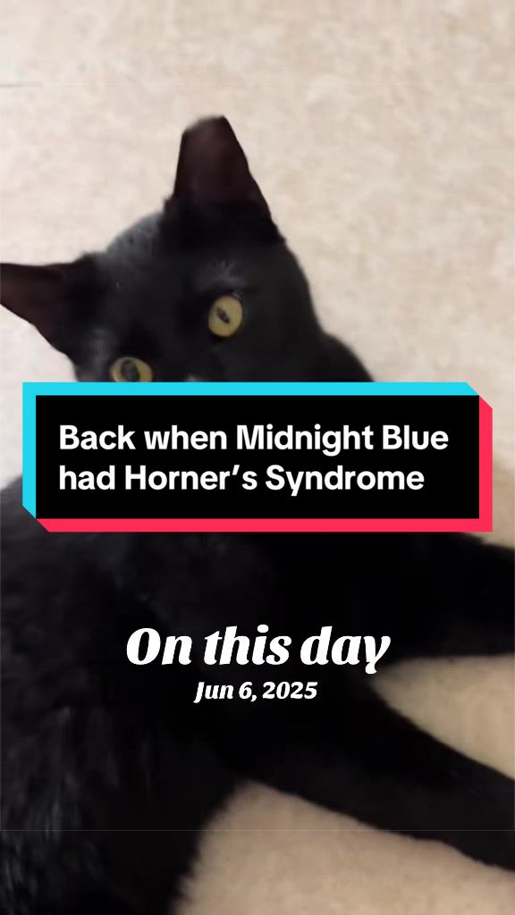 @catlover313official