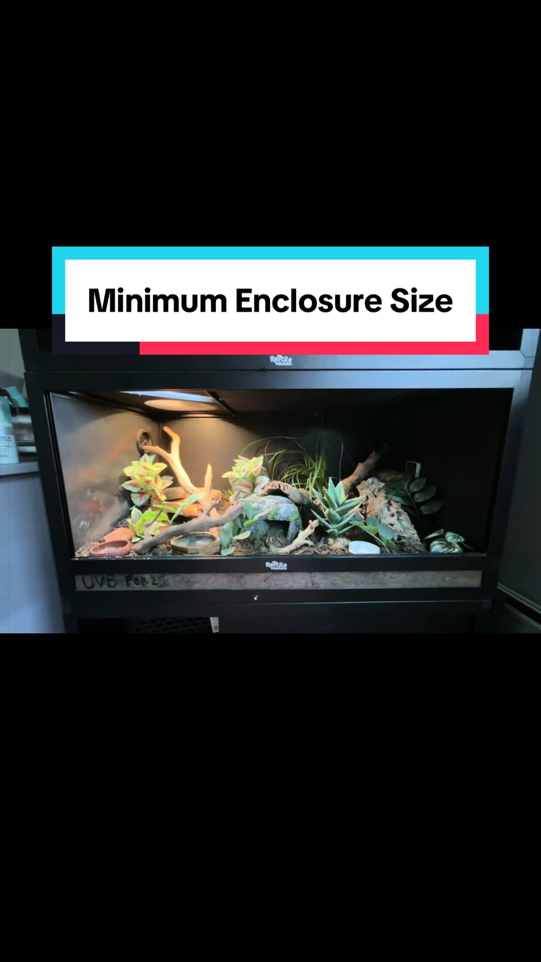 @Megan 🦎 🐈
