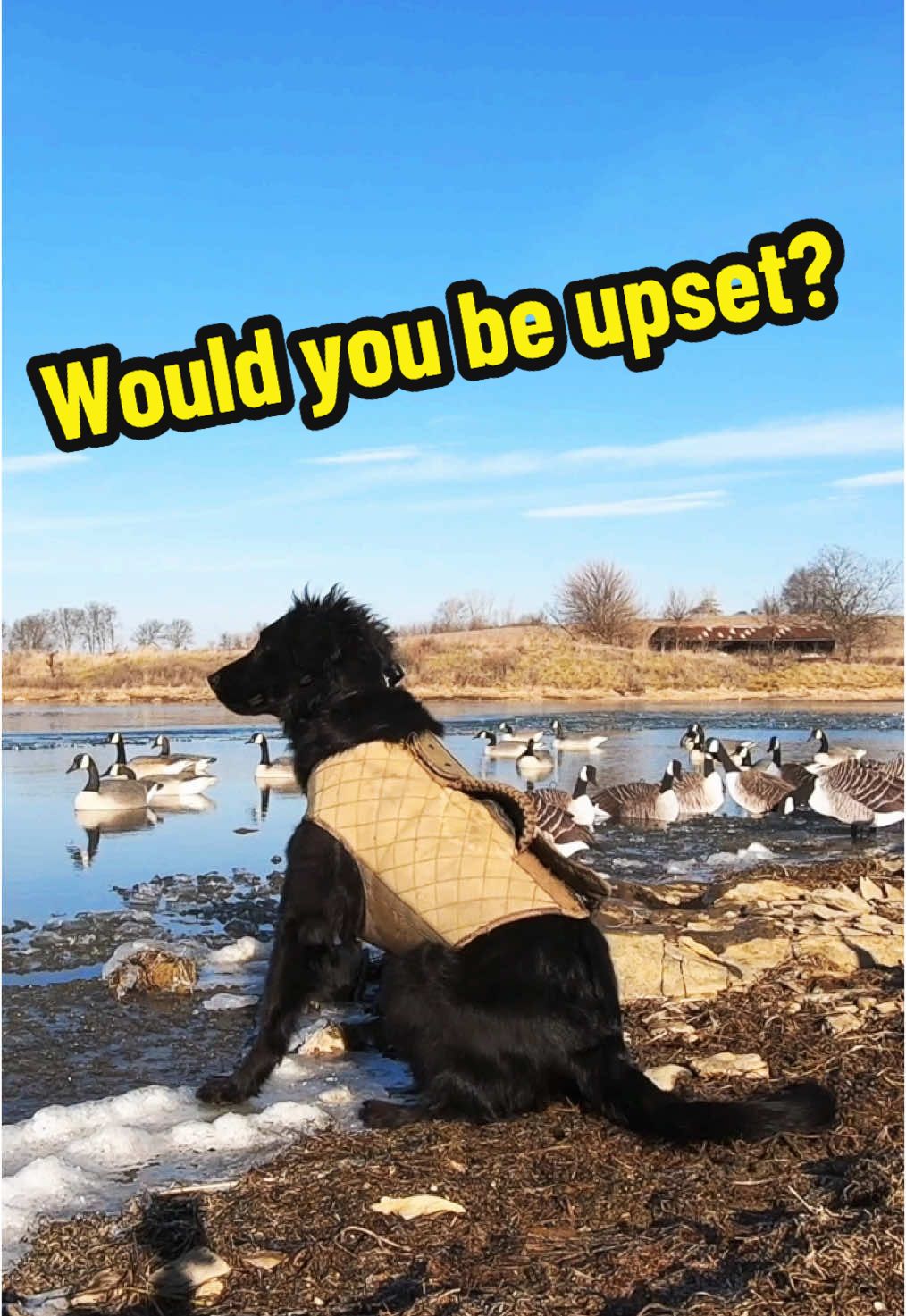 @Birdbath Waterfowl🦆