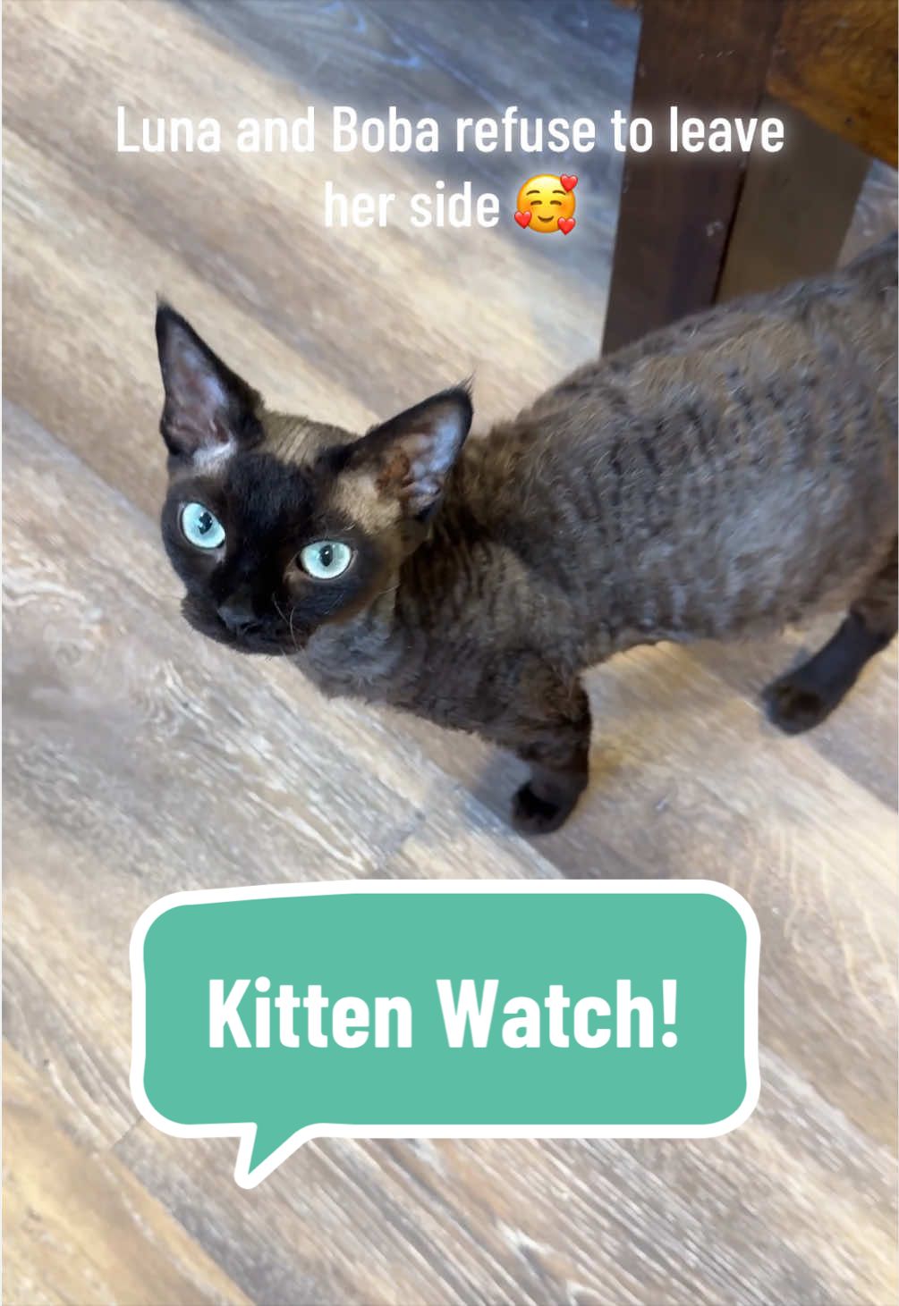 @Boba’s Buds Minskin Cats