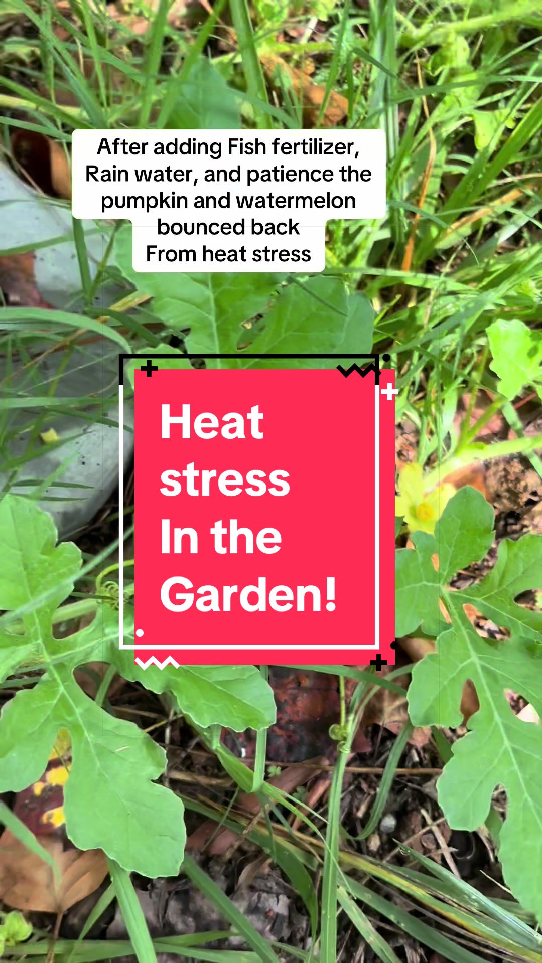 @greengirlgardens