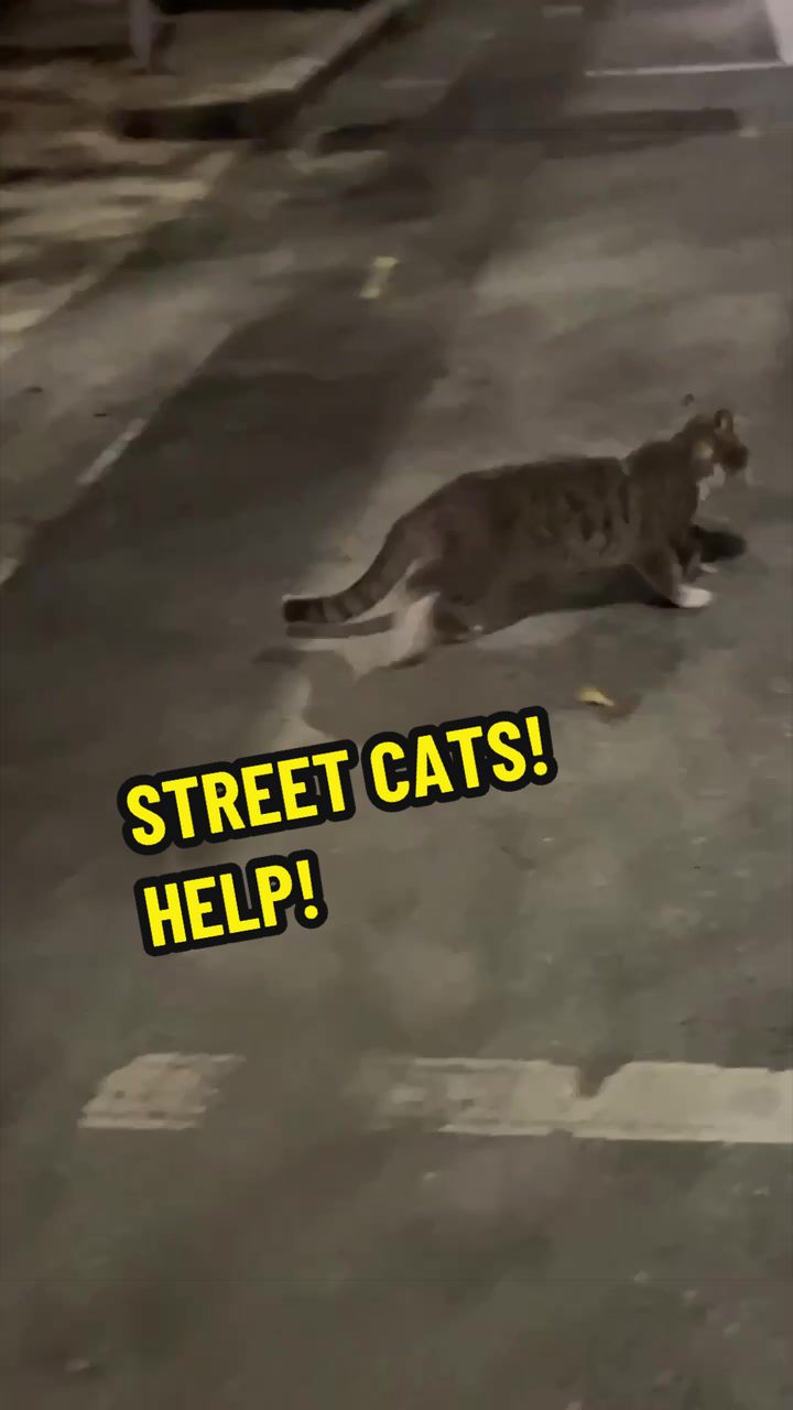 @Are We Home Yet? Cat Sanctuary