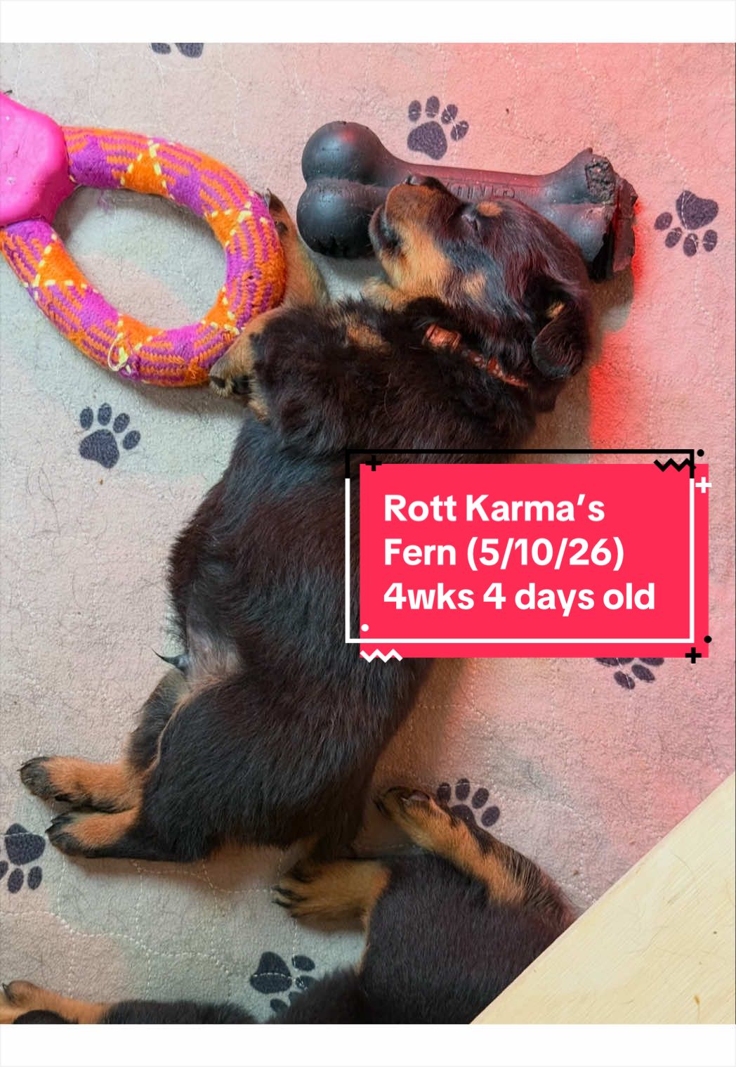 @Rott Karma Kennels LLC