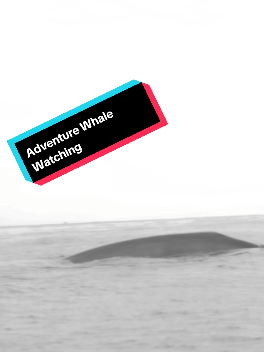 @Adventure Whale Watching