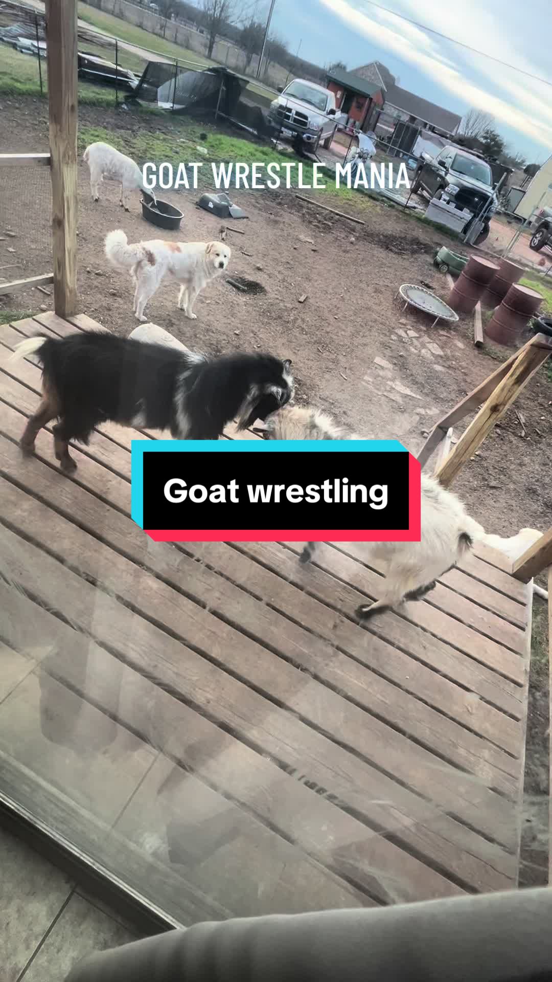 @TX City Farm Girl