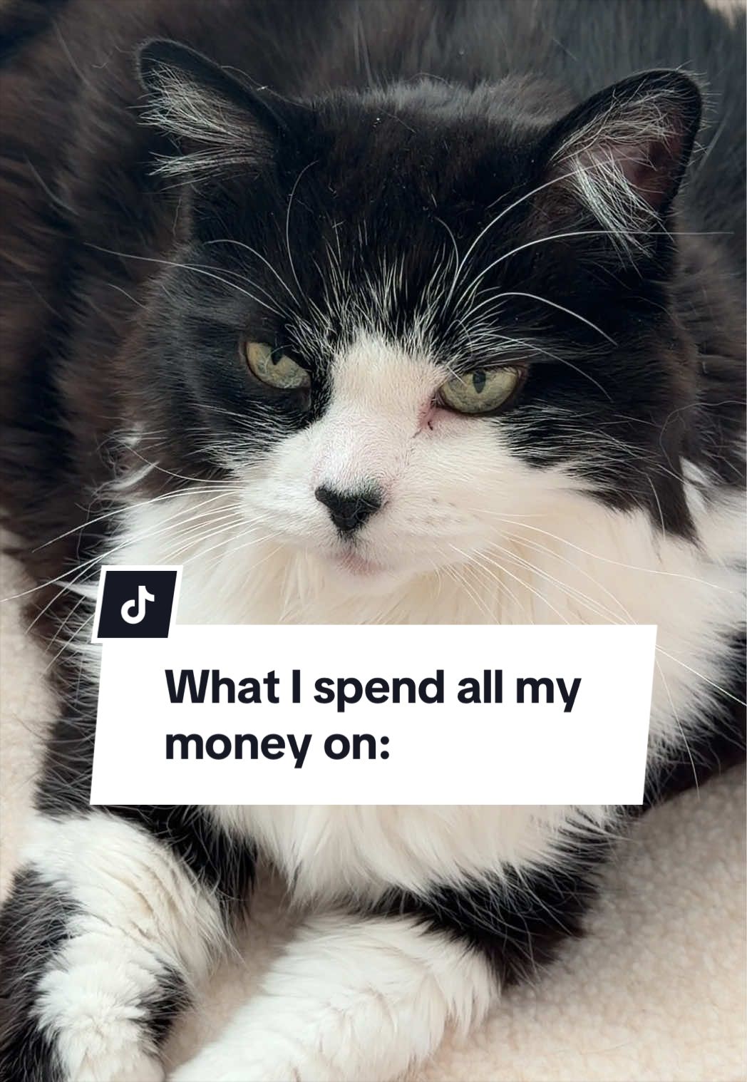 @Tuft & Paw
