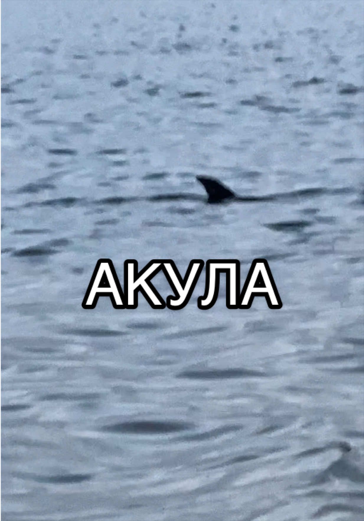 @Alexa_ant_usa