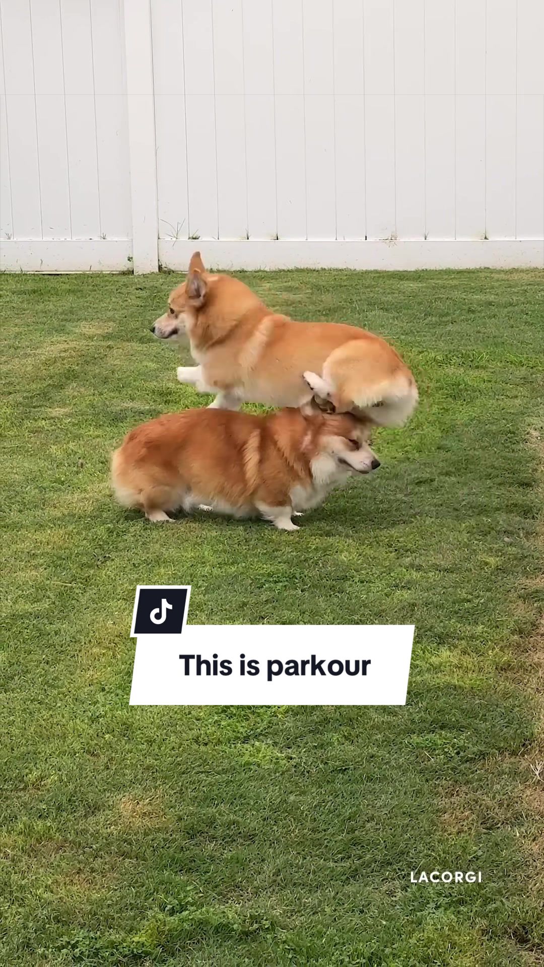 @Lacorgi