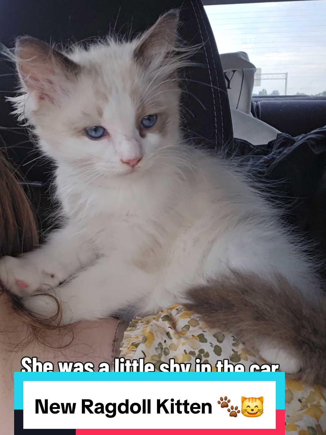 @Brittany's Beauties Kittens