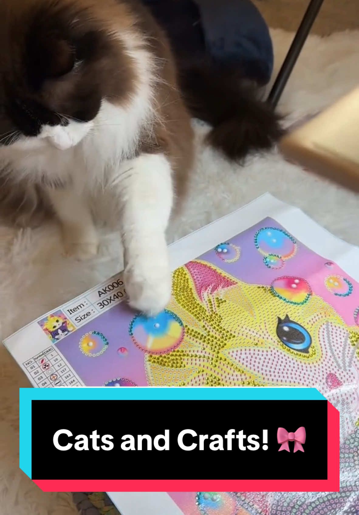 @Meredith Ragdoll Cat