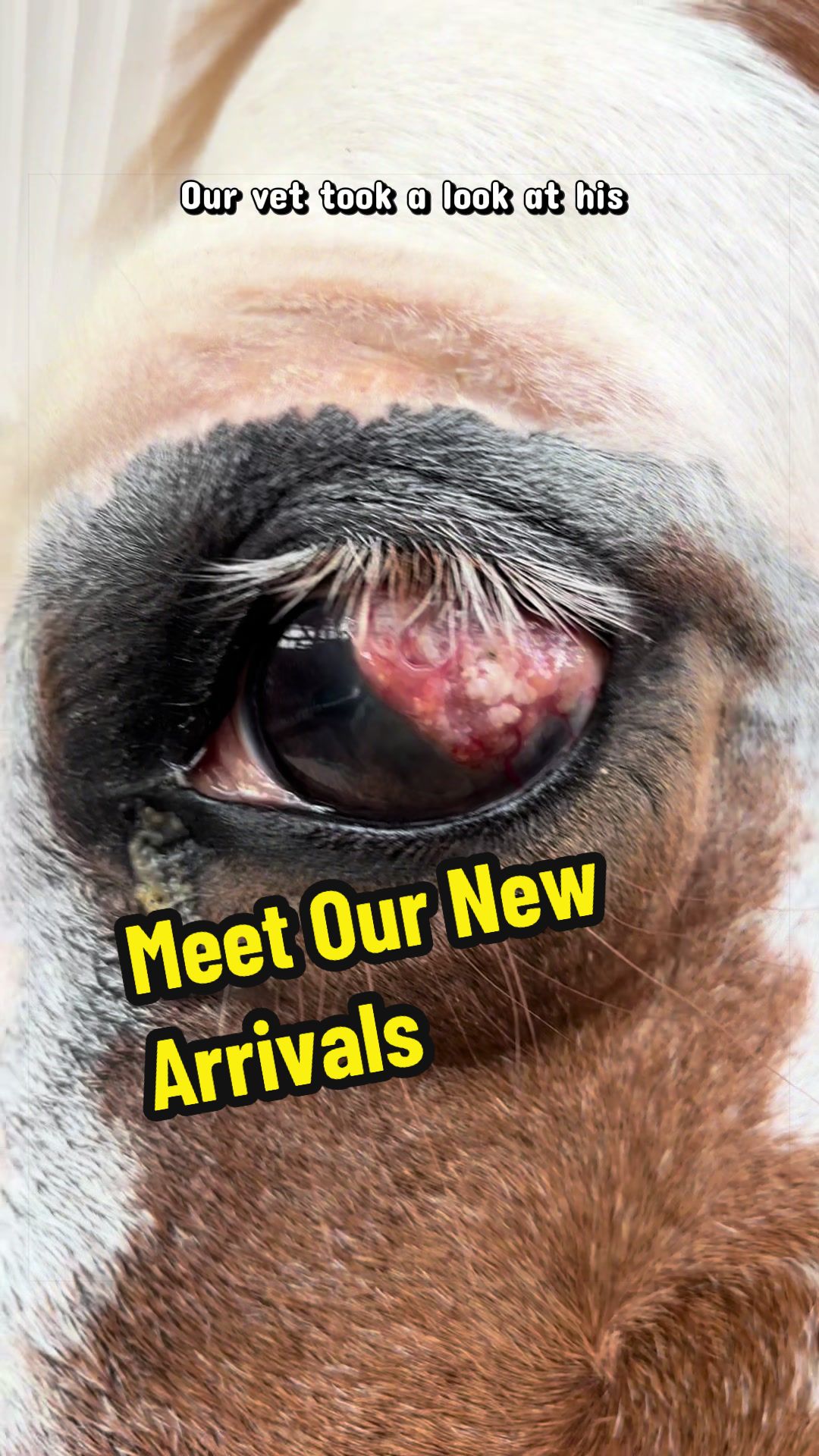 @Days End Farm Horse Rescue