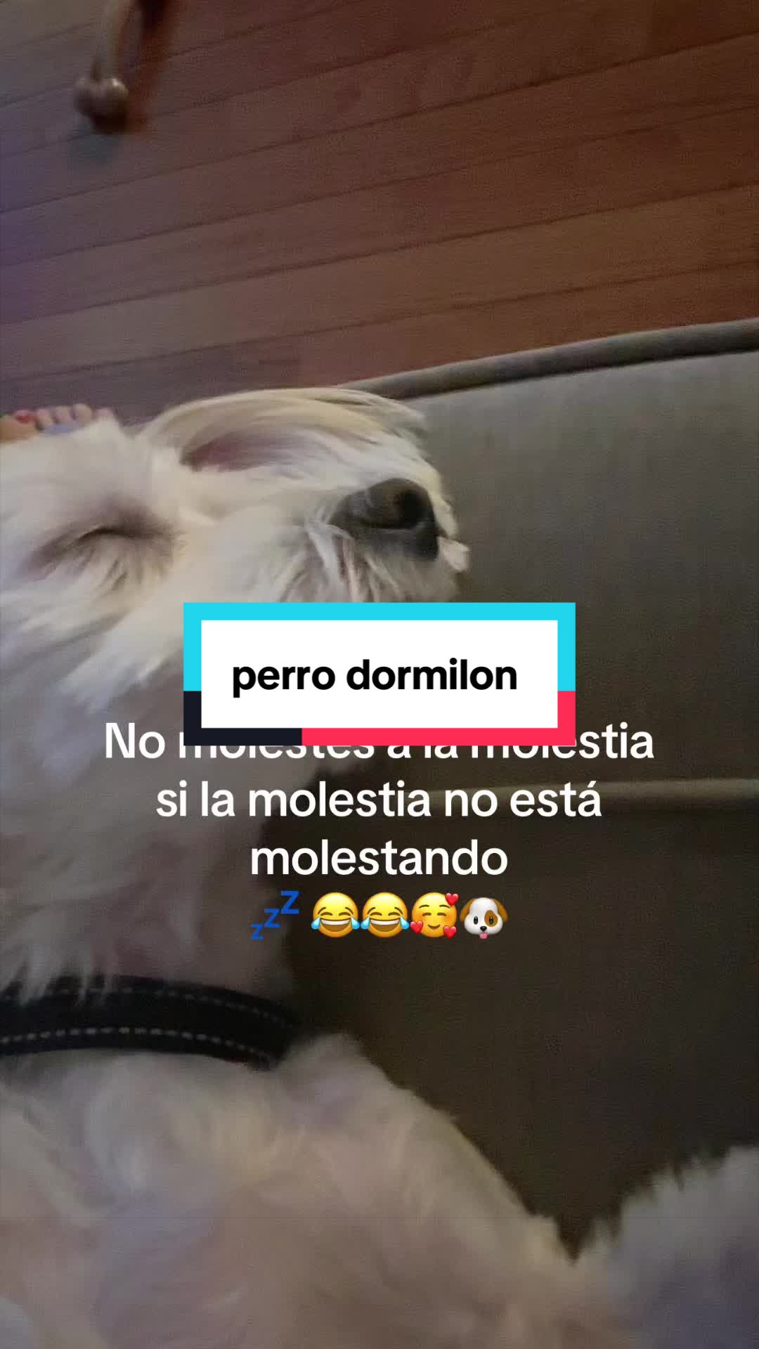 @💜Leo mi hijo de 4🐾🥰💜