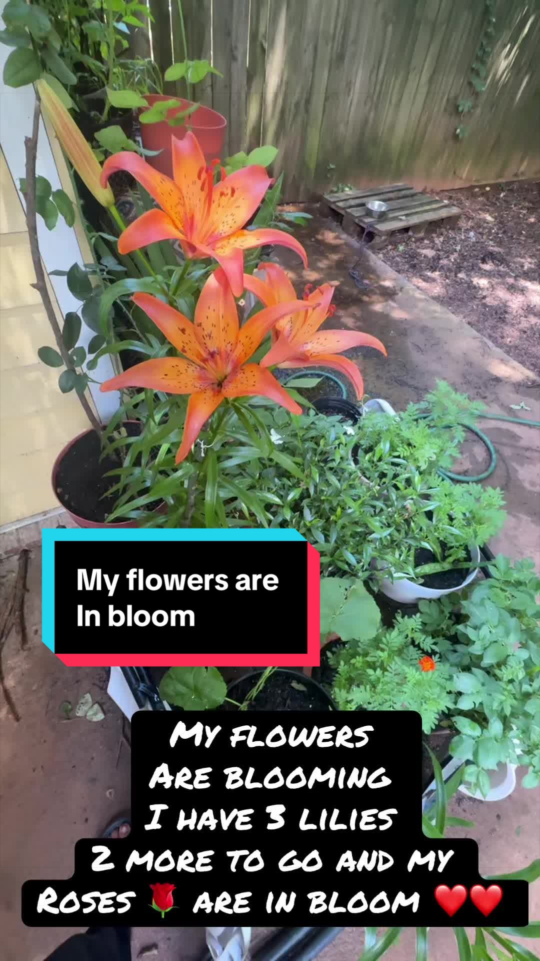 @Amirra🐝💛🌈