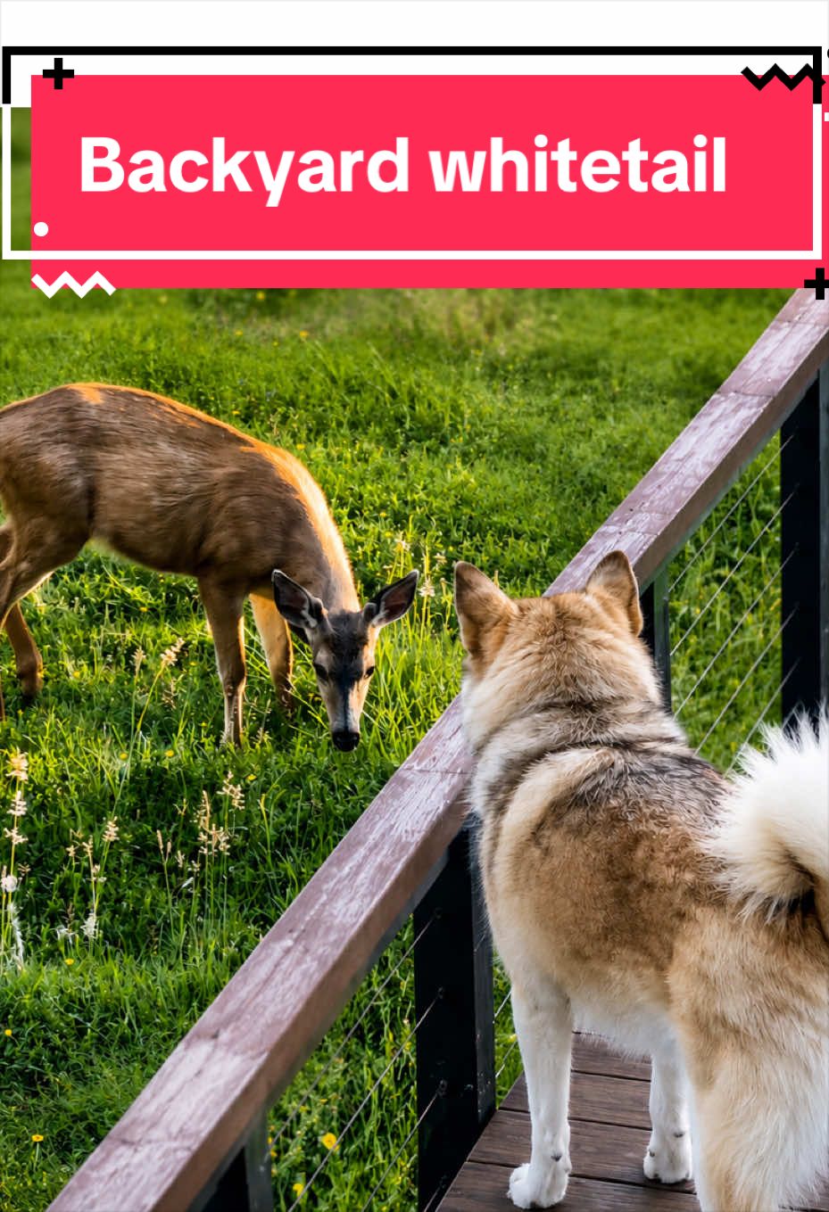 @Ruby the Pomsky