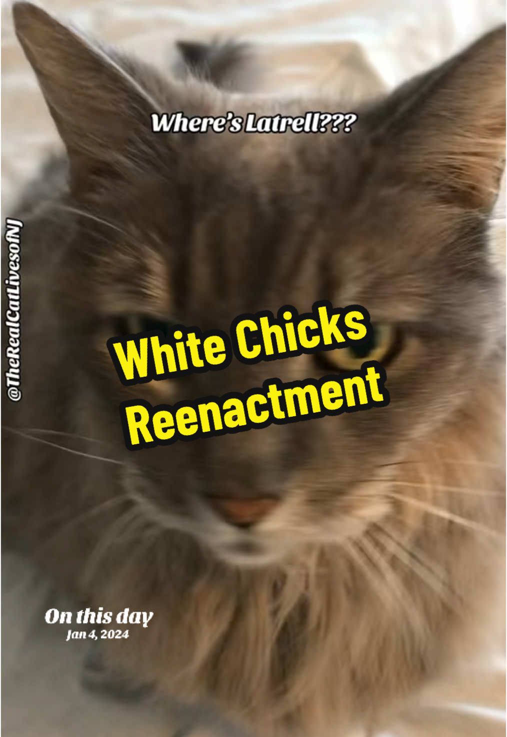 @🐾Therealcatlivesofnj 🐾