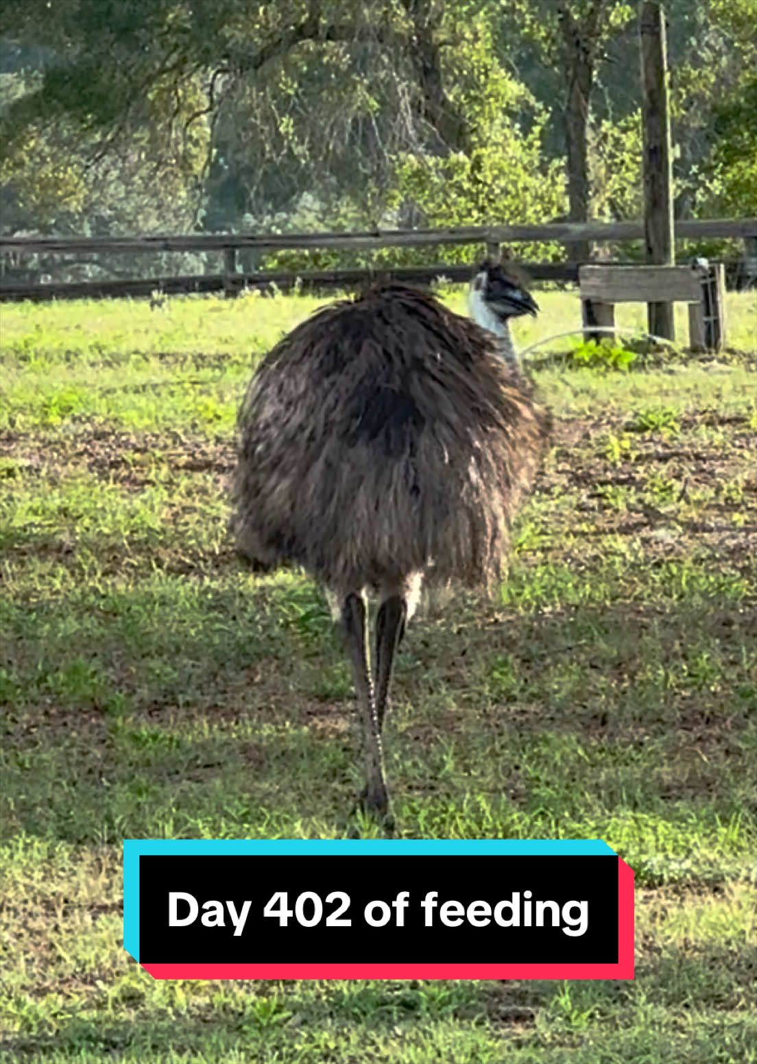 @jesswithallheranimals