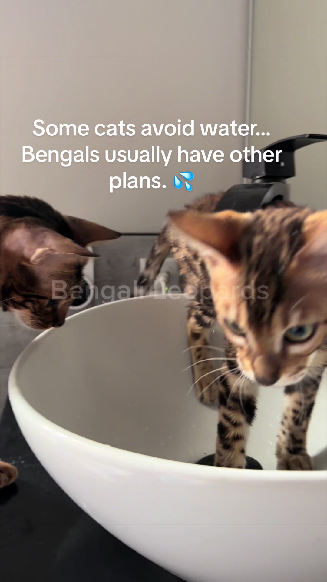 @BENGALÍ LEOPARDS