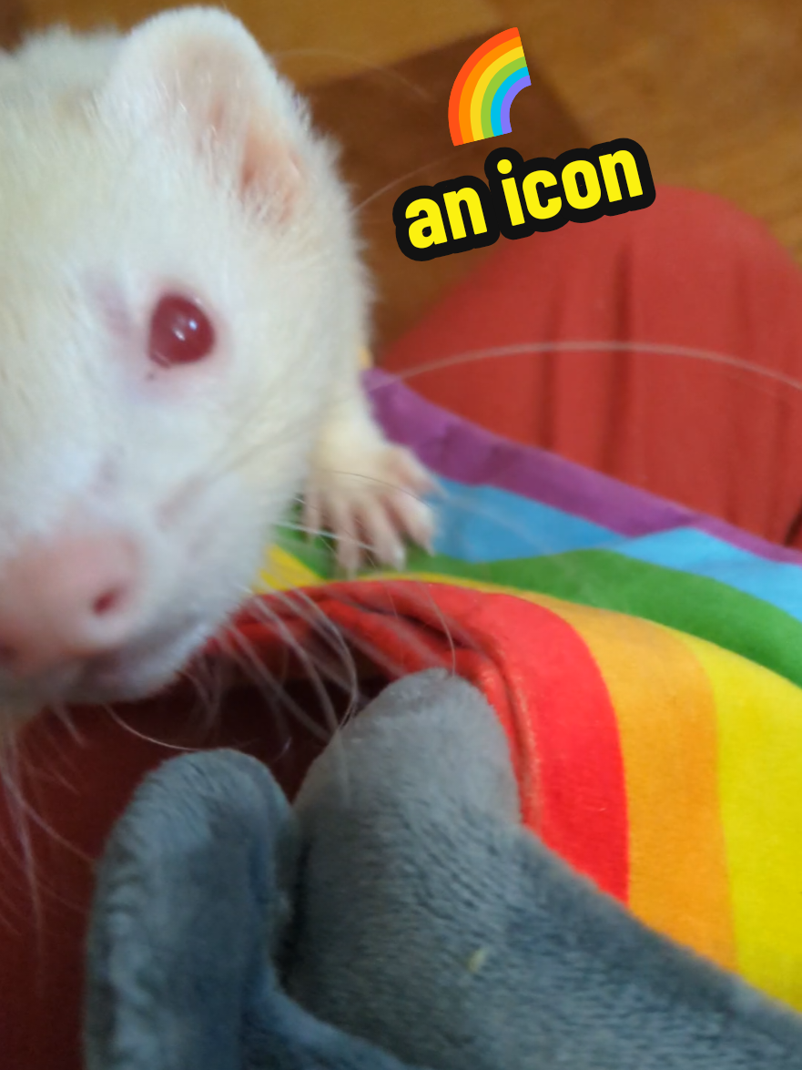@Chaos Critters