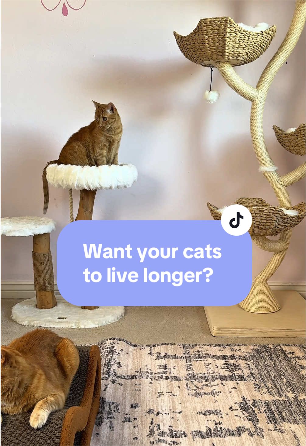 @Feminist Kitty | Cat Nutrition