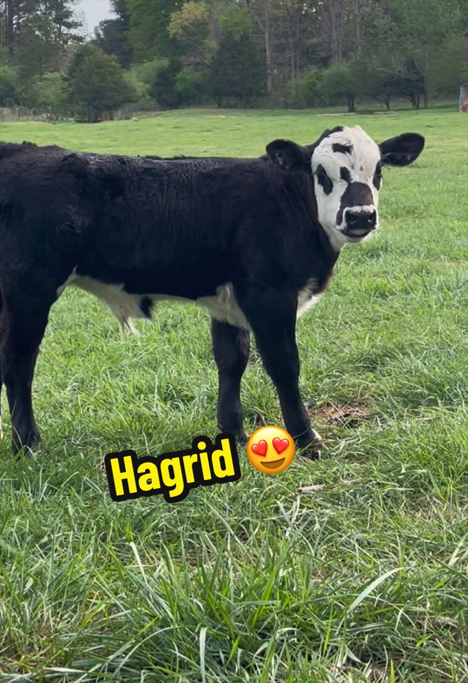 @Georgia Farm Girl