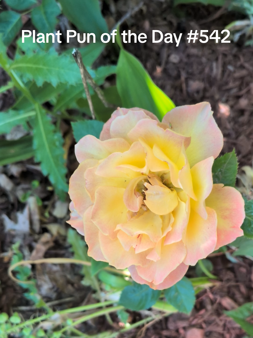 @The Plantiful Gardener