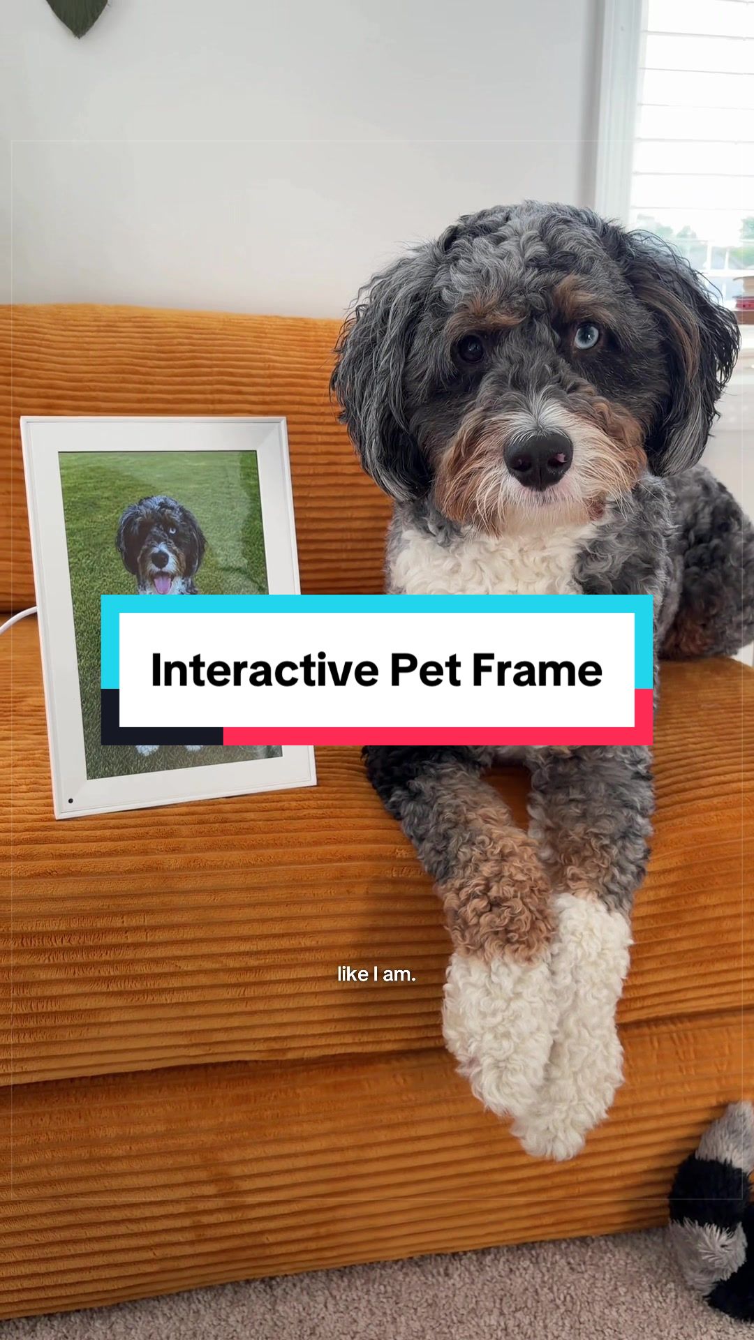 @Archie The Bernedoodle