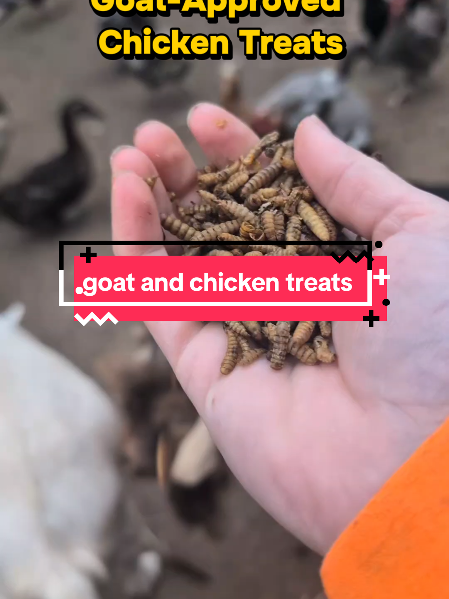@Chickens & Bullies