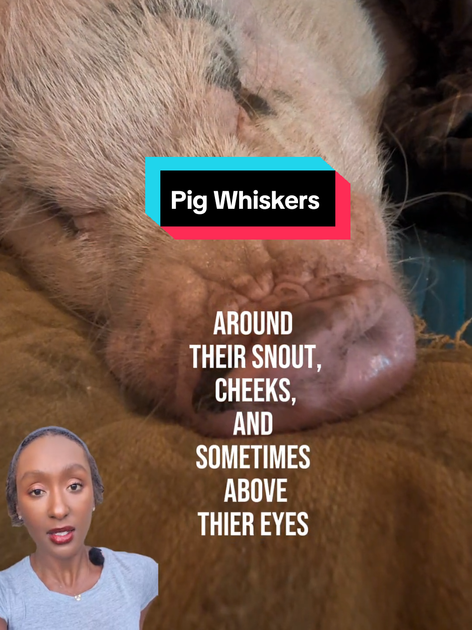 @OnePigHappyFamily