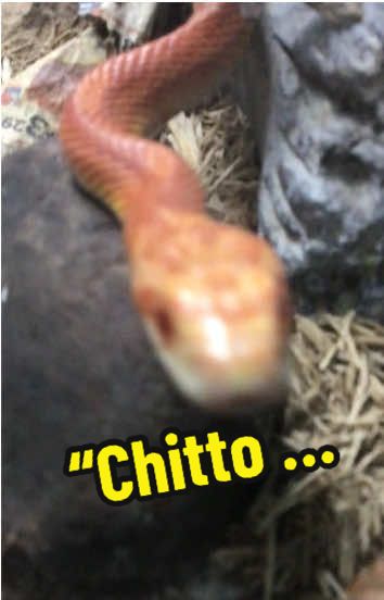 @Animal Papa