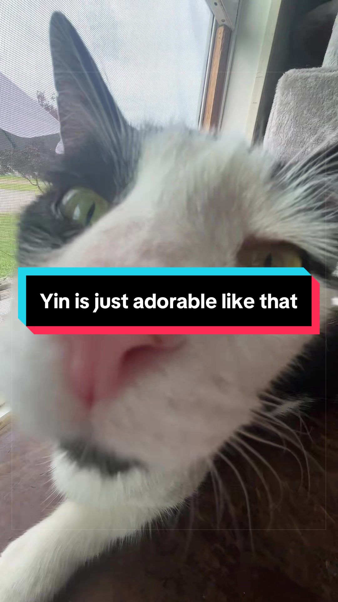 @catlover313official