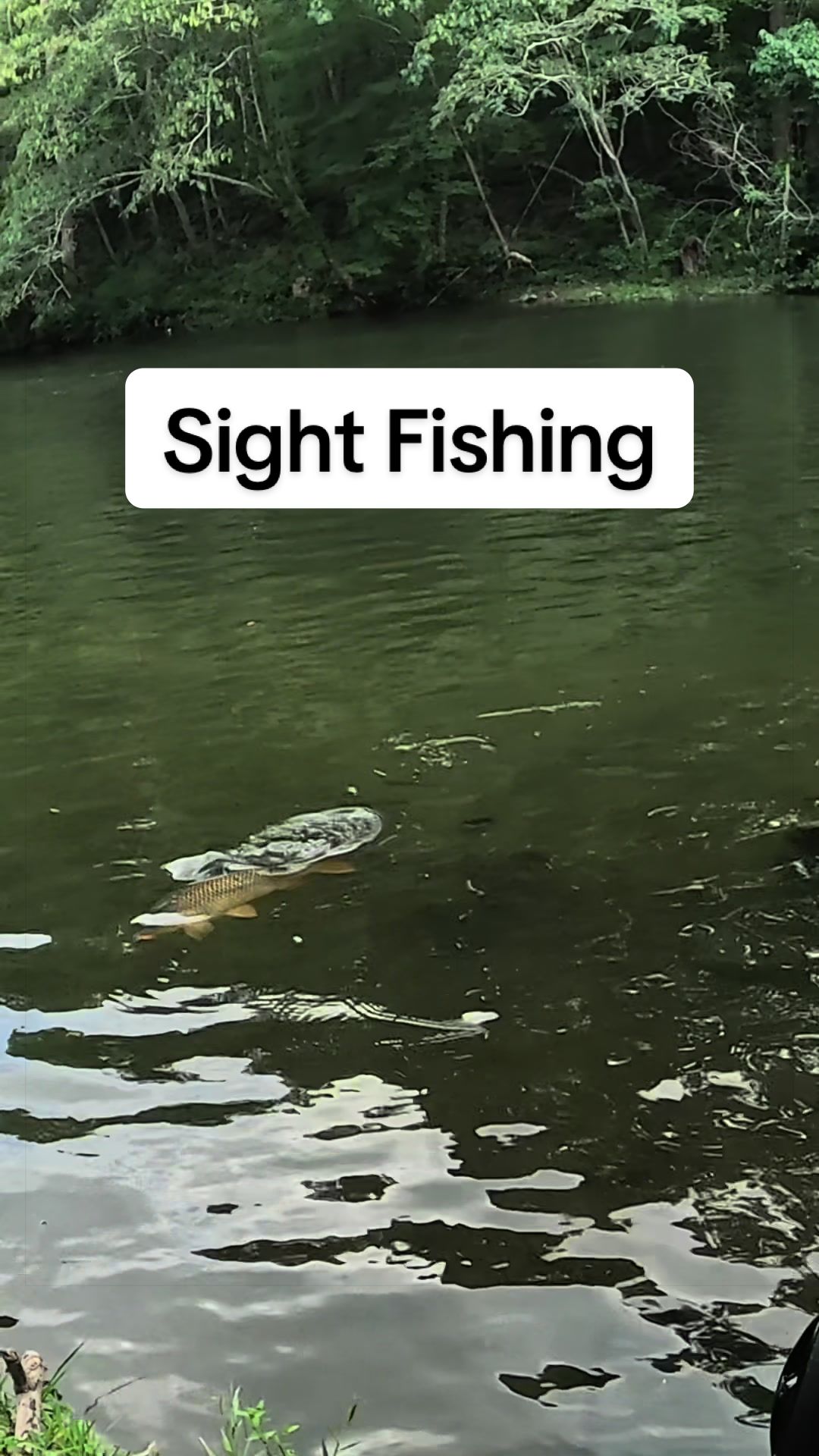 @Dunamis Angling