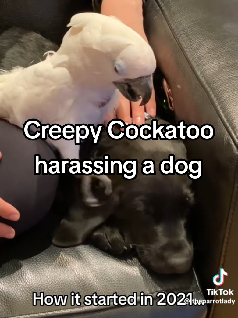 @❌️MrChuckles❌️