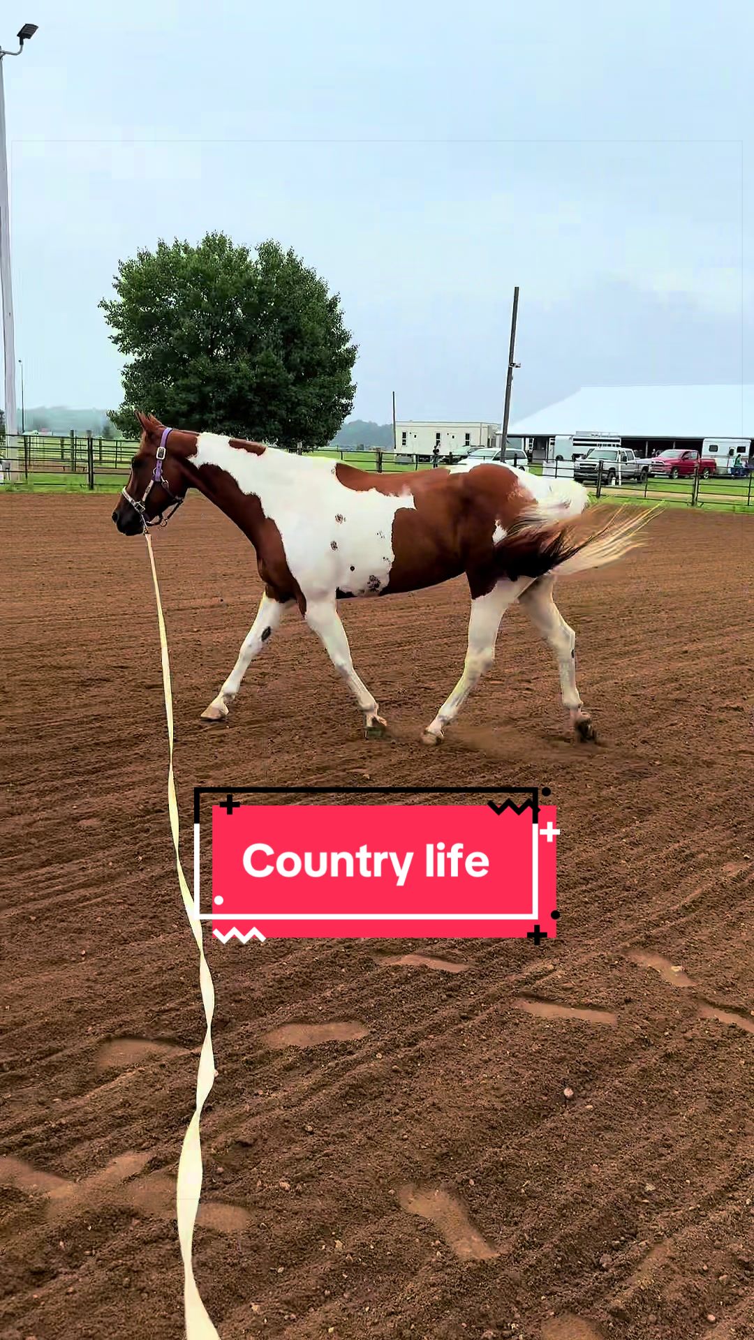 @yourhorseandponyleader