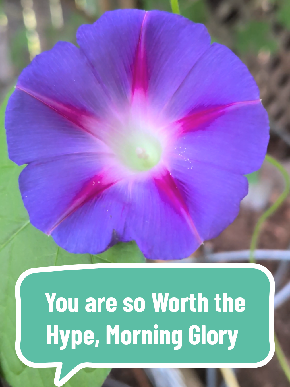 @The Plantiful Gardener