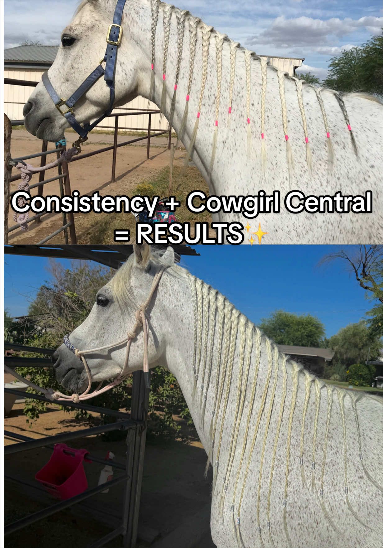 @✨🐴Cowgirl Central Co.