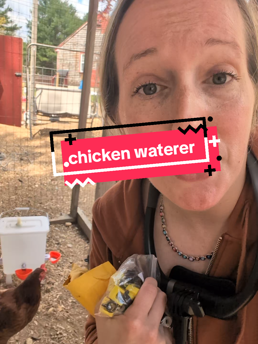@Chickens & Bullies