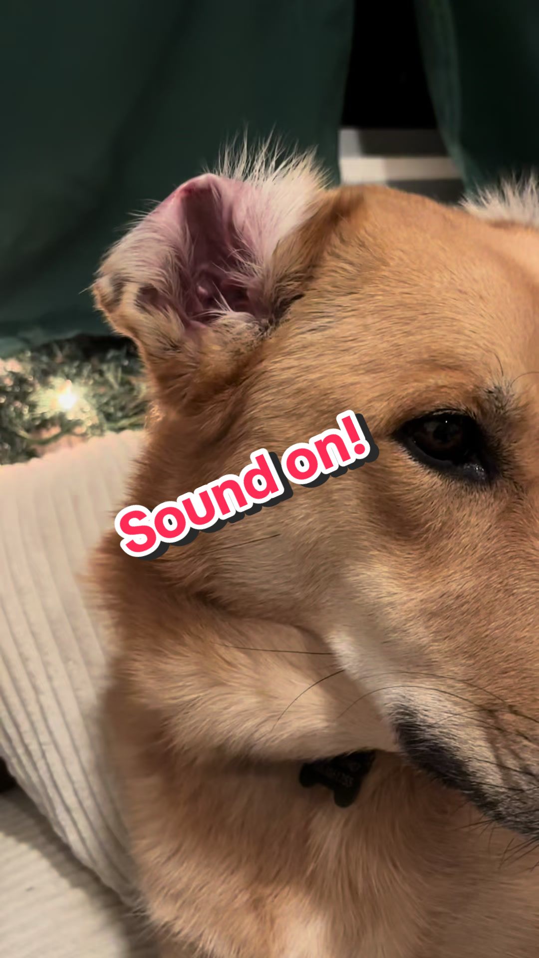 @Pet Mom Things