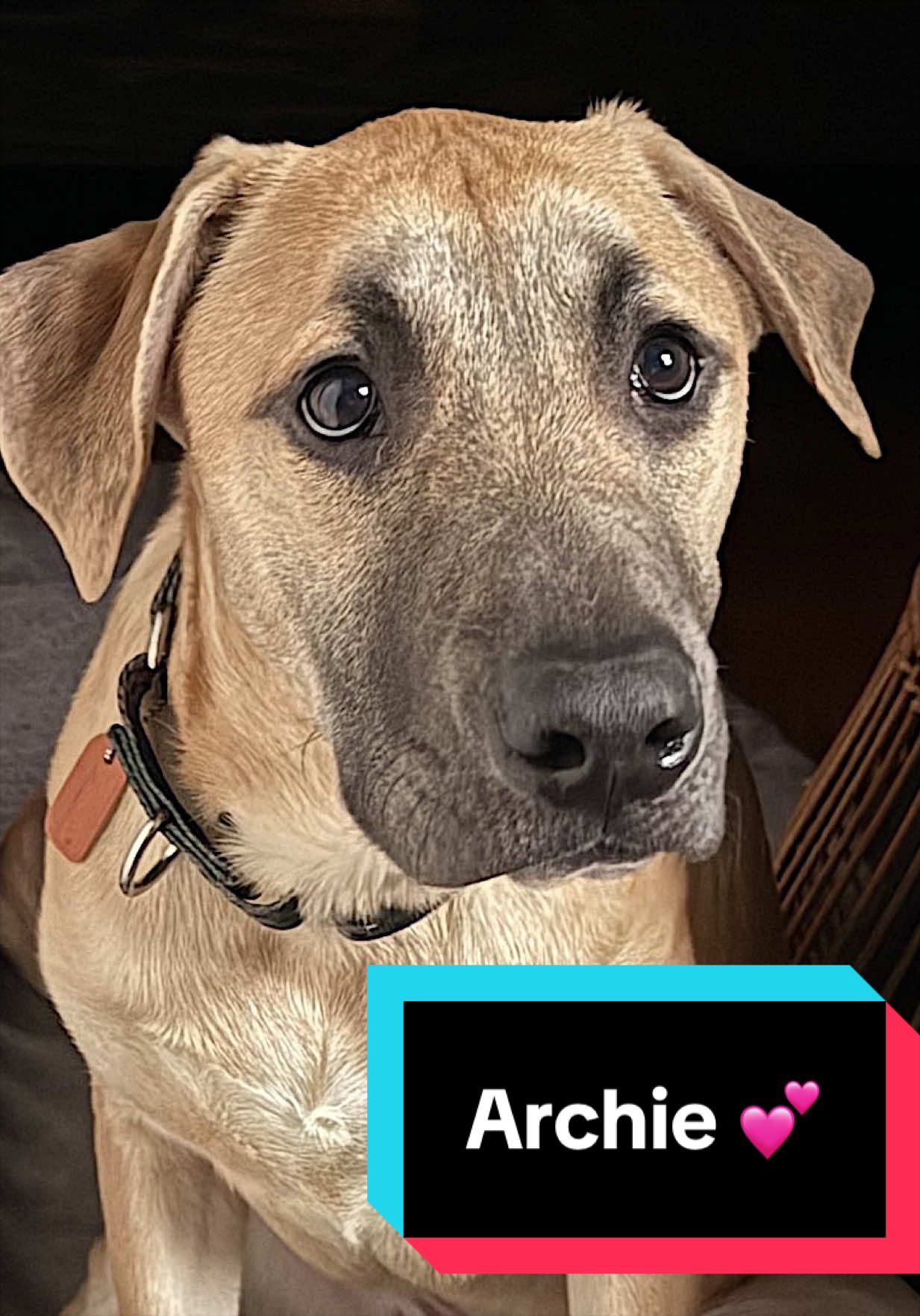 @Joyful Pets
